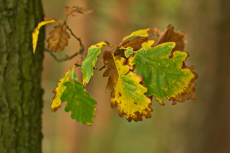 Autumn Leaves