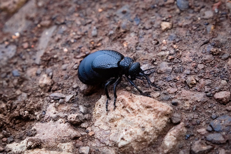 Carabus Coriaceus