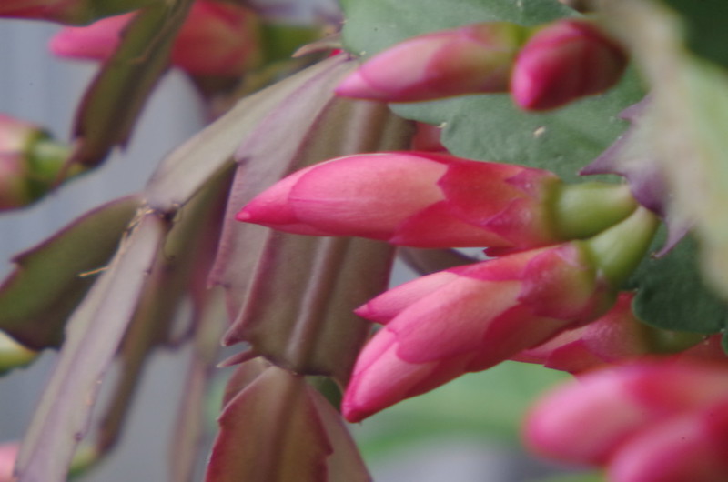 Schlumbergera — Weihnachtskaktus